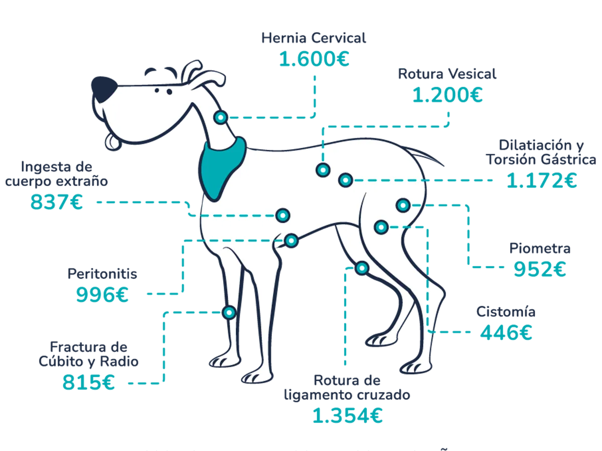 Indicative veterinary costs in Spain