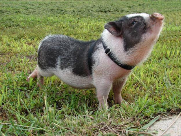 Cerdito-vietnamita-cerdo-miniatura-en-Valencia