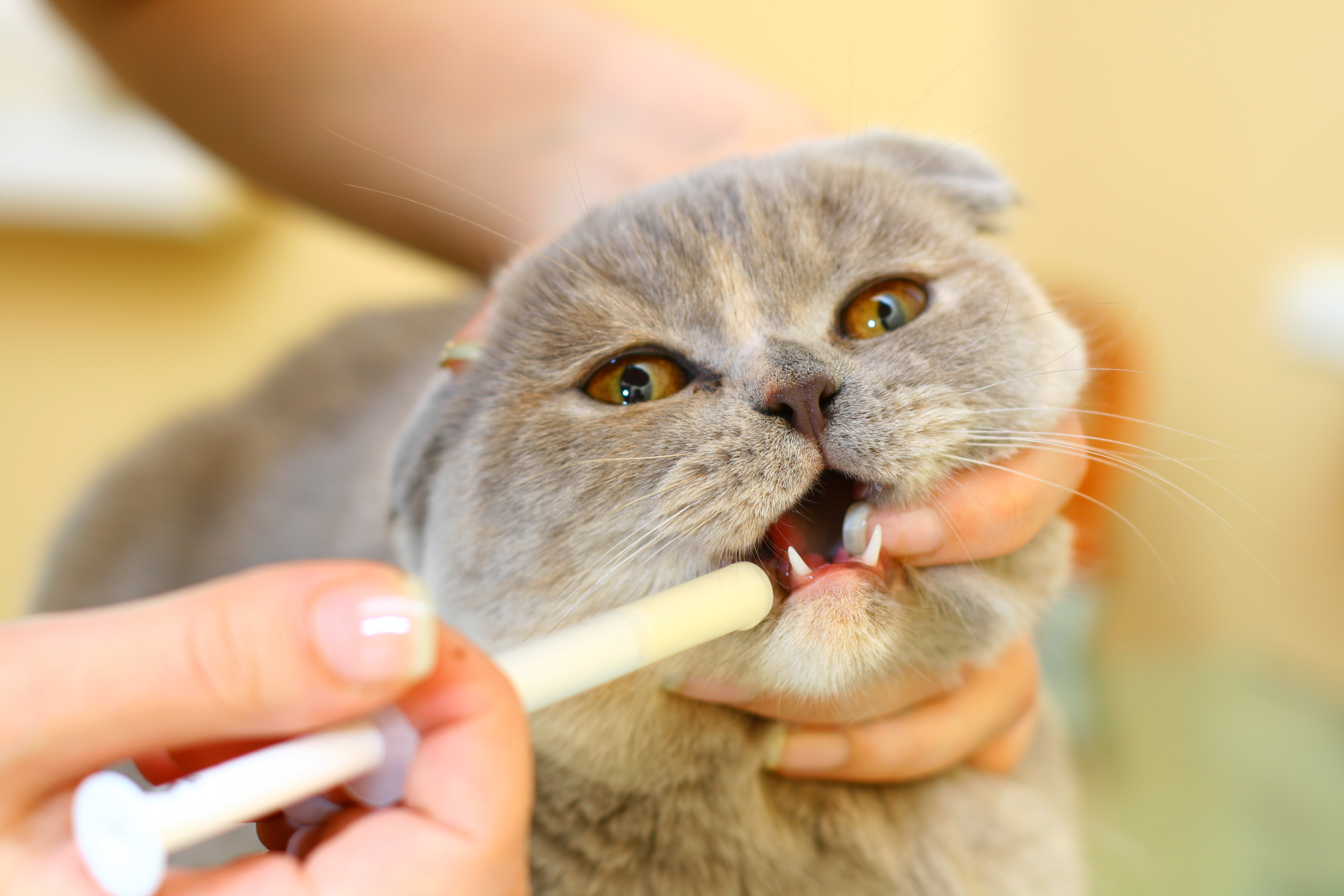 vacuna gato