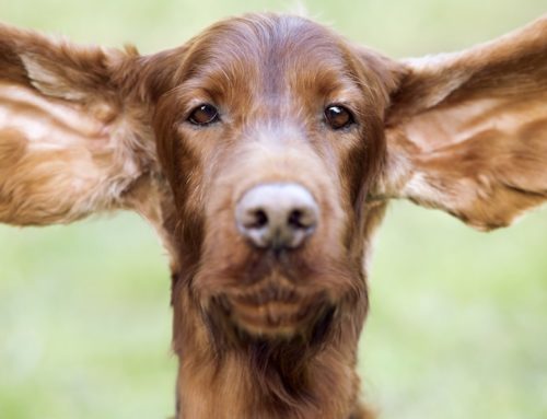 las astas de los perritos de las praderas son seguras para los perros